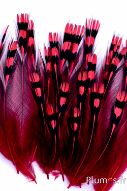 Coq de Sonnerat - 1-3 cm - rouge